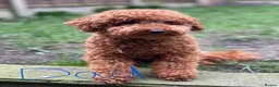 Toy Poodle dogs for sale: Gorgeous PureBred Toy Poodle Pups😍🐶 in Manchester - Advert 3