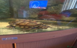 Turtle reptiles for sale: Mississippi map turtle Free - Image 3