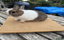 Netherland Dwarf rabbits for sale: Netherland dwarf young male rabbit  - Image 3