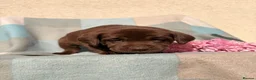 Labrador Retriever dogs for sale: ⭐️ KC Registered Chocolate Lab Puppies ⭐️ - Advert 25
