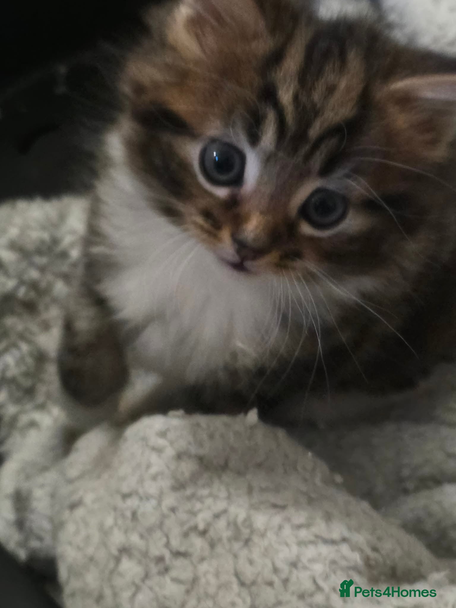 Mixed Breed cats Semi long kitten - Advert 1