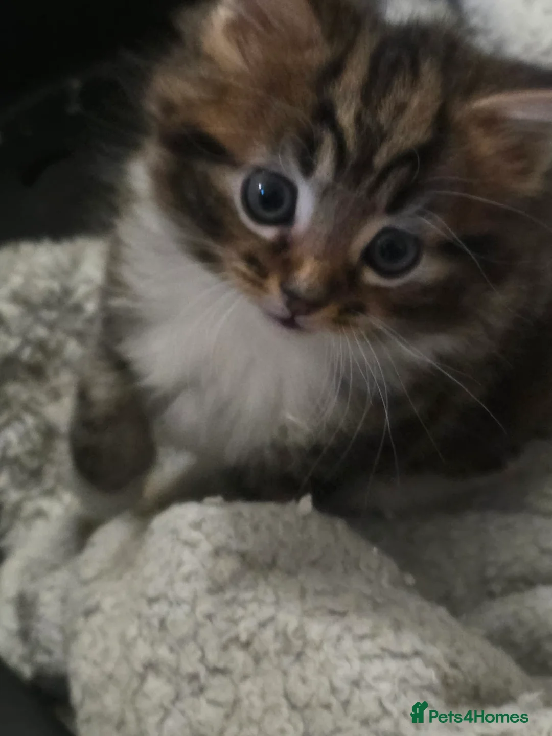 Mixed Breed cats for sale: Semi long kitten - Advert 1