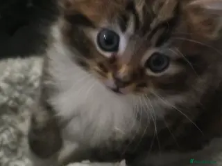Mixed Breed cats Semi long kitten - Advert 1