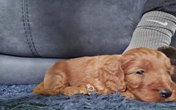 Cockapoo dogs for sale: 1 Beautiful Fox Red Boy Cockapoo Left  - Advert 16