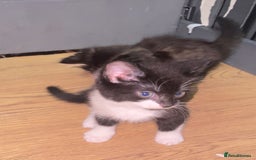 Mixed Breed cats for sale: 2 kittens for sale - Image 11