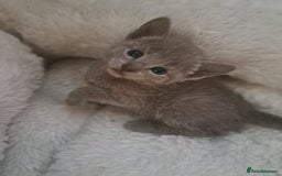 Russian Blue cats for sale: TICA Russian Blue Kittens Pedigree in Derby - Image 13