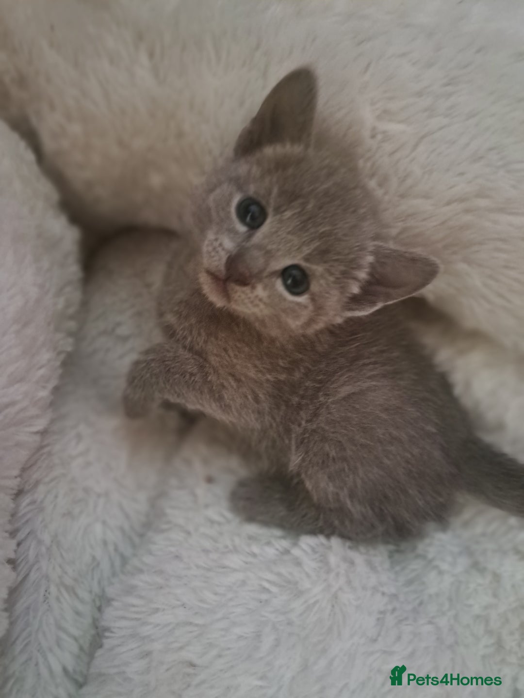 Russian Blue cats for sale: TICA Russian Blue Kittens Pedigree in Derby - Image 13