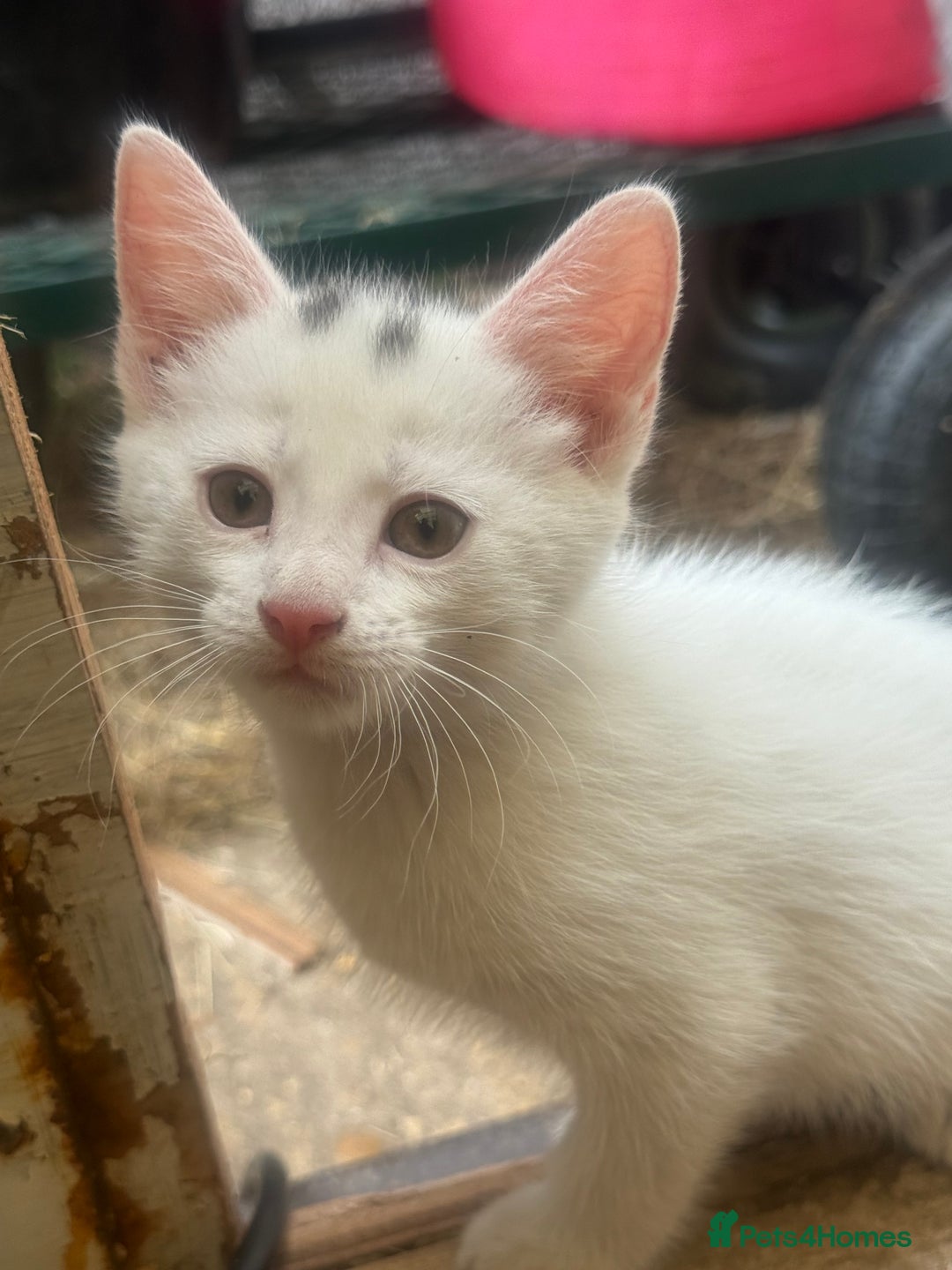 Siamese cats for sale: Stunning Siamese X Ragdoll kittens  - Image 12