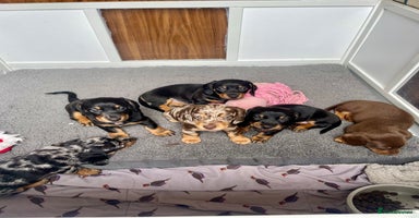 Miniature Dachshund dogs - Advert 1