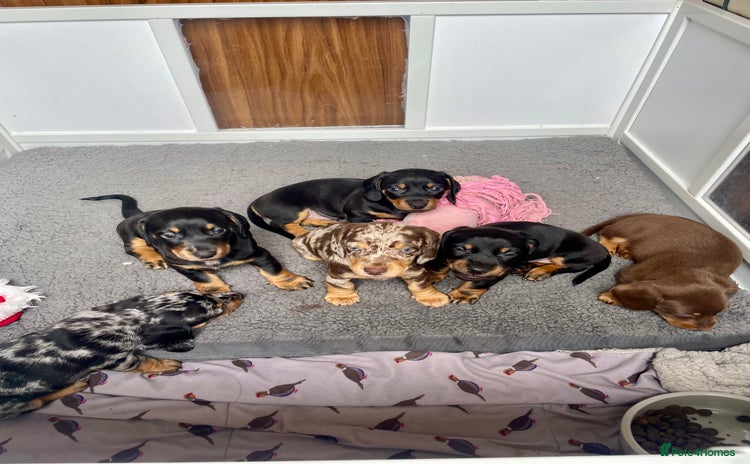 Miniature Dachshund dogs - Advert 16