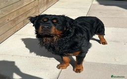 Rottweiler dogs for sale:  Long haired (fluffweilers ) last girl  - Image 18