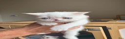 Exotic cats for sale: Red tabby colour point kittens mum grand champion  - Advert 3