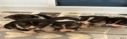 Welsh Corgi Pembroke dogs for sale: 6 beautiful corgi puppies in Rochester - Advert 8