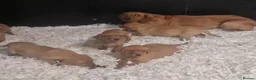 Labrador Retriever dogs for sale: Precious KC Reg Labrador Puppies Yellow/Fox Red - Advert 13