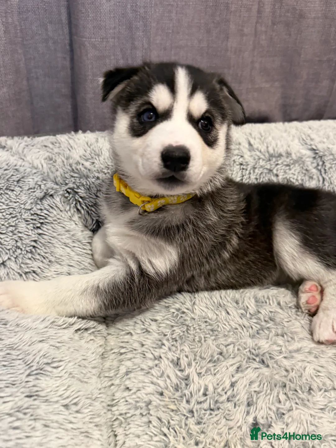 Siberian Husky dogs for sale: Gorgeous, Healthy & Fully Insured Siberian puppies in Stanmore - Advert 26