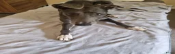 Lurcher dogs for sale: Accidental mating. lurchers in Par - Advert 11