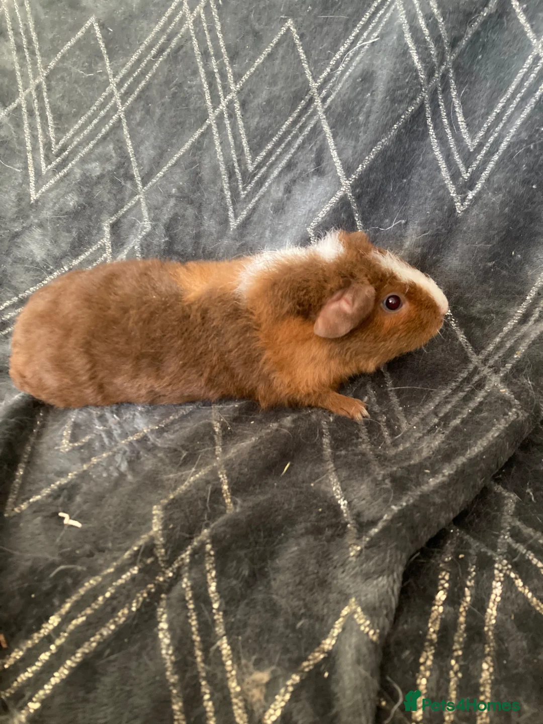Guinea Pig rodents for sale: Baby gineapigs  - Advert 2