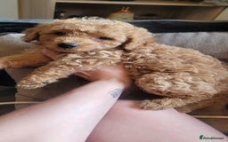 Goldendoodle dogs for sale: F1b goldendoodle pups  - Image 8