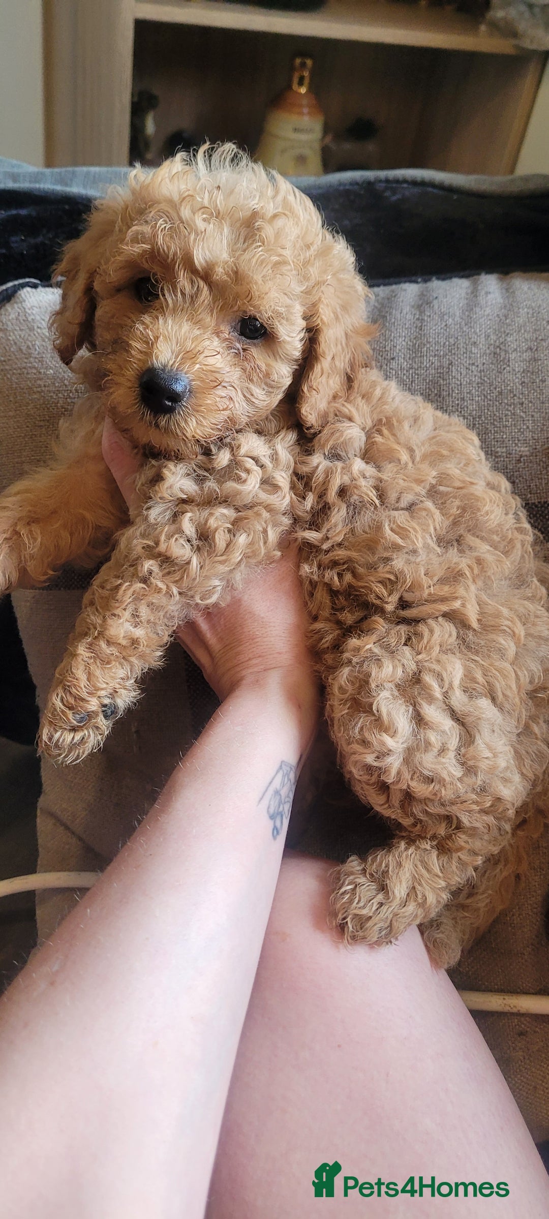 Goldendoodle dogs for sale: F1b goldendoodle pups  - Image 8