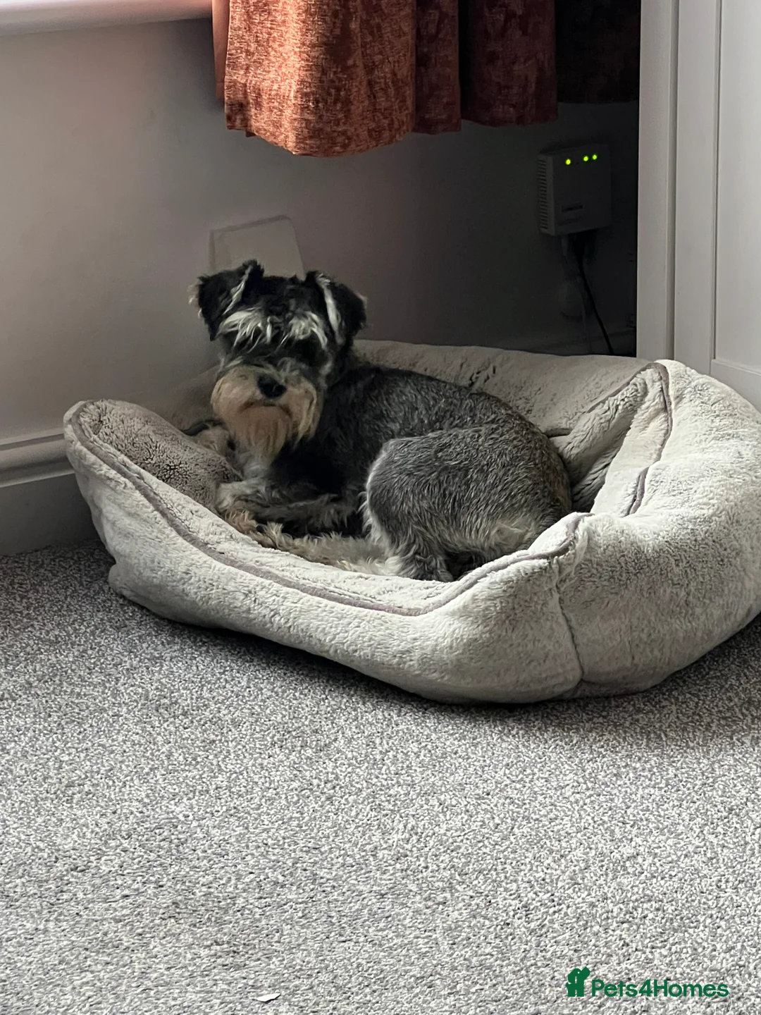 Miniature Schnauzer dogs for sale: KC Registered Miniature Schnauzer Puppies - Advert 1