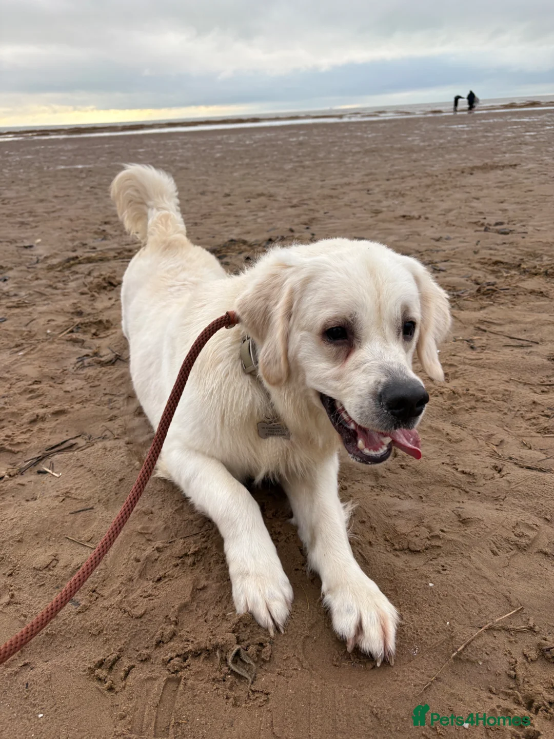 Golden Retriever dogs for sale: Bear the goldie - Advert 2