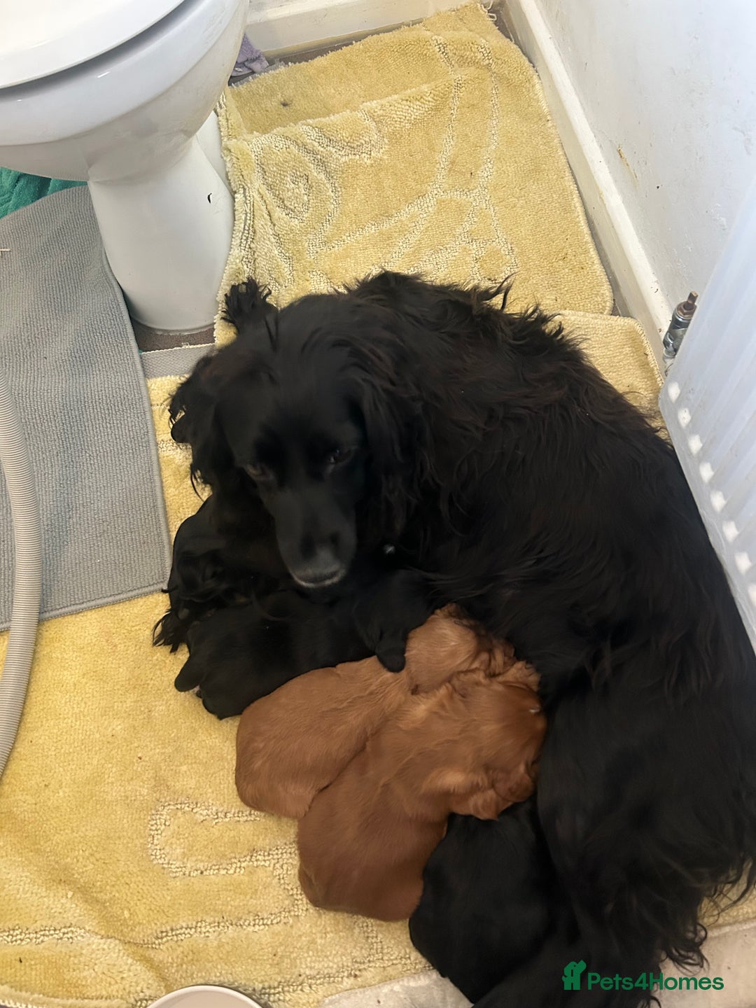 Cocker Spaniel dogs for sale: K C registered Cocker spaniel puppies  - Advert 15