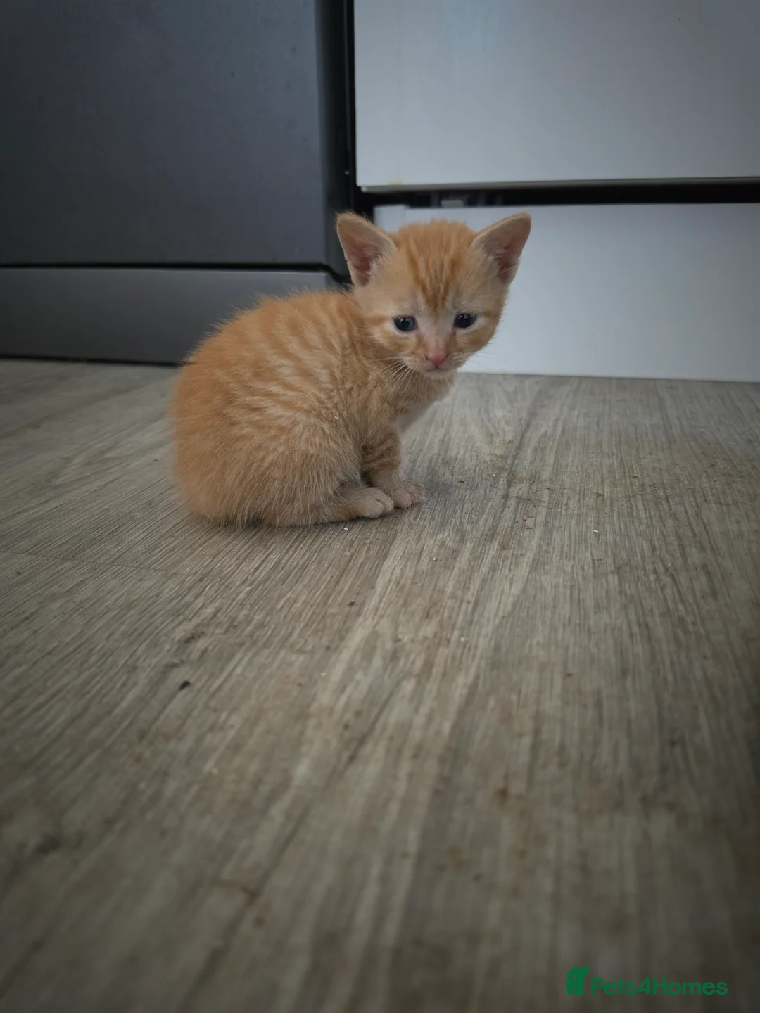 Mixed Breed cats for sale: Kittens for sale ready now  - Advert 2