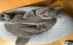 British Shorthair cats for sale: My 3 cute girls are ready to find new family💗  - Image 15