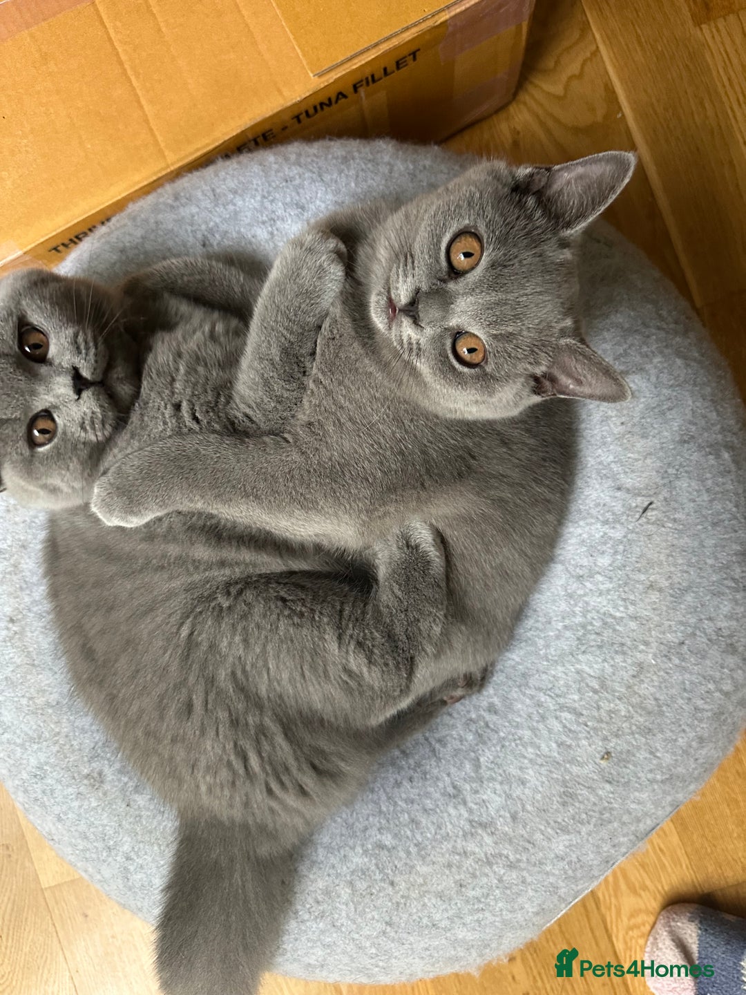 British Shorthair cats for sale: My 3 cute girls are ready to find new family💗  - Image 15
