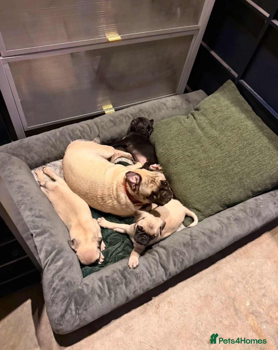 Pug dogs  Forever family pug puppies. - Advert 1