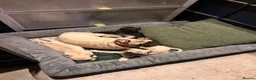 Pug dogs for sale:  Forever family pug puppies. in Bradford - Advert 1