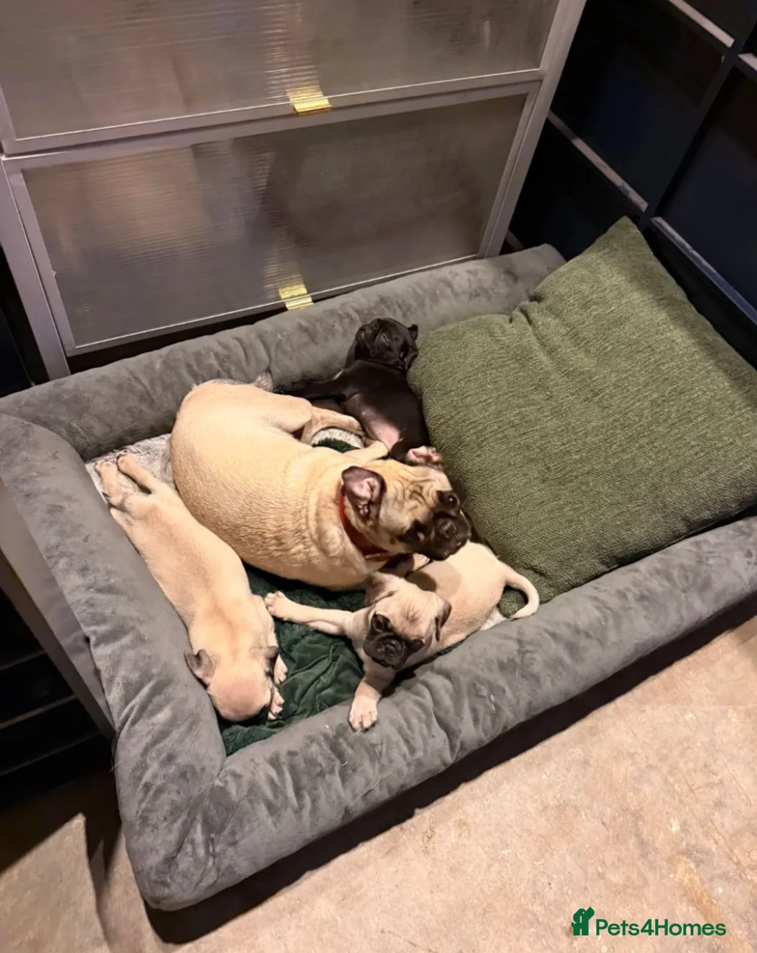 Pug dogs for sale:  Forever family pug puppies. in Bradford - Advert 1