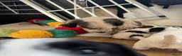 Mixed Breed dogs for sale: Sealyham terrier cross breed  - Advert 3