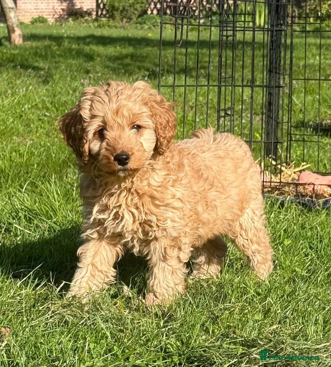 Cavapoo dogs for sale: Gorgeous Red and Black F1 Toy Cavapoos in Maldon - Advert 1