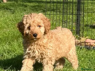 Cavapoo dogs Gorgeous Red and Black F1 Toy Cavapoos - Advert 1