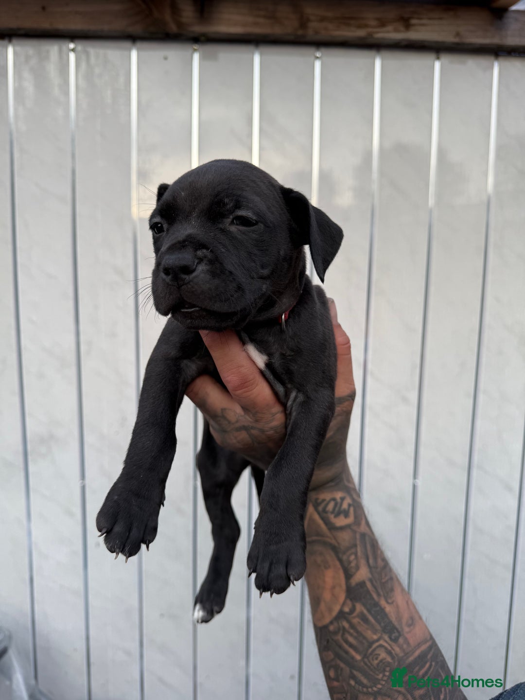 American Bull Staffy dogs for sale: Adorable American Staffordshire Terrier Puppies - Image 6