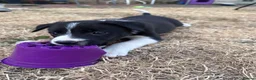 Border Collie dogs for sale: Working Border Collie Pups in Woodstock - Advert 5