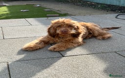 Cocker Spaniel dogs for stud: Proven Chocolate Sable Show Cocker STUD in Hull - Image 8