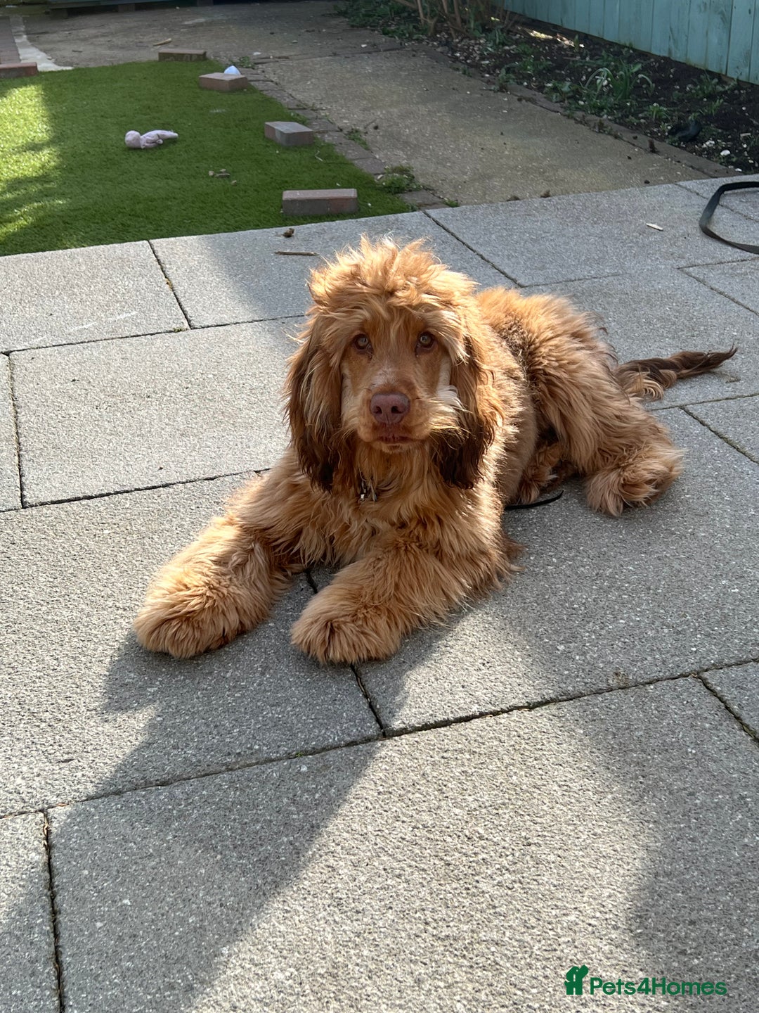 Cocker Spaniel dogs for stud: Proven Chocolate Sable Show Cocker STUD in Hull - Image 8