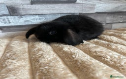 Mini Lop rabbits for sale: ⭐️Pure Breed Holland lops⭐️ - Image 24