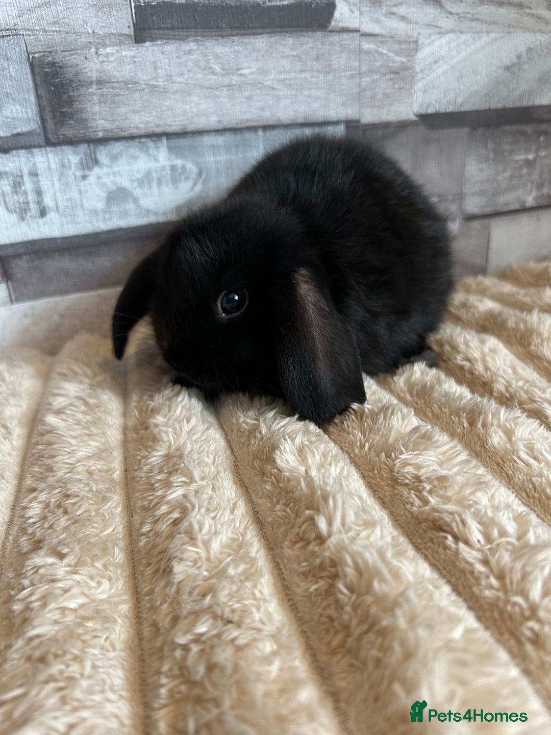 Mini Lop rabbits for sale: ⭐️Pure Breed Holland lops⭐️ - Image 24