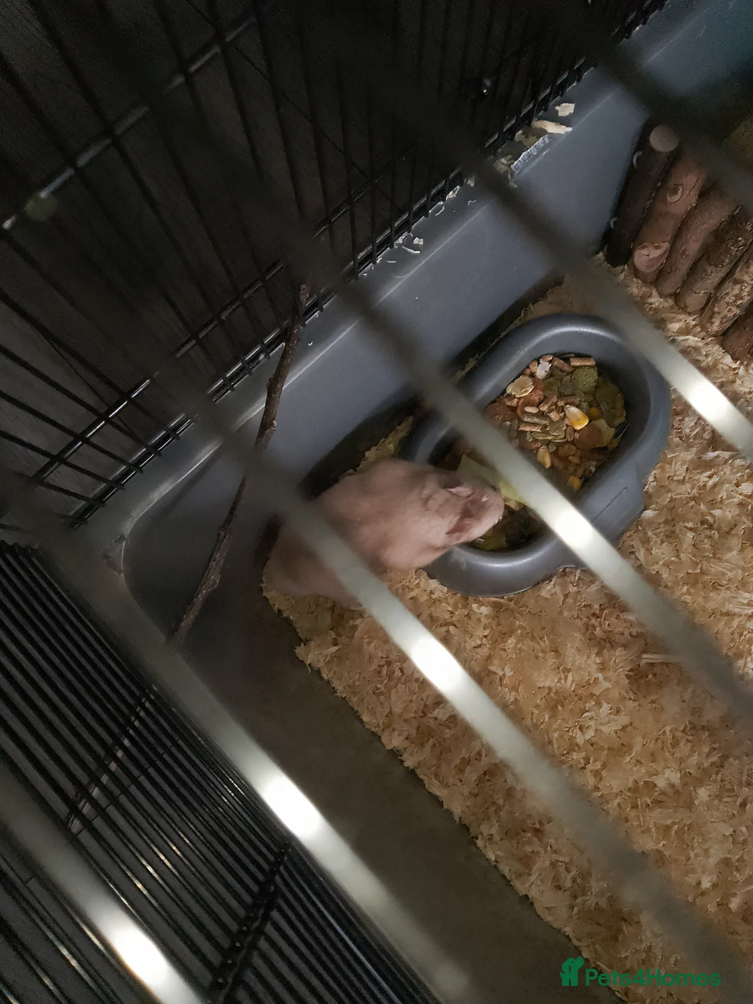 Hamster rodents for sale: Hamster with all the accessories for sale  in Basingstoke - Advert 2