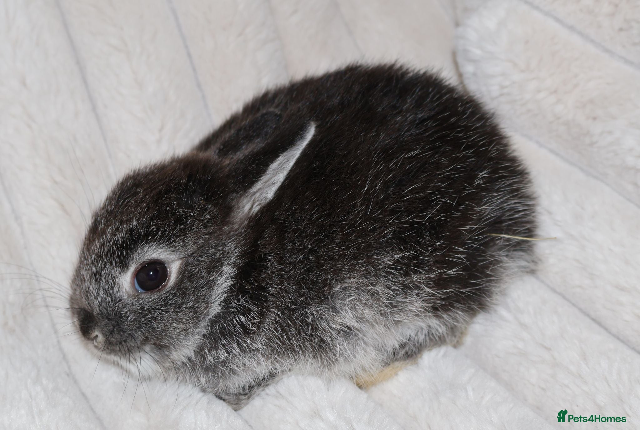 Netherland Dwarf rabbits 🐰 Netherland Dwarf Rabbits for Sale 🐰 - Advert 2