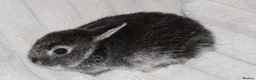Netherland Dwarf rabbits for sale: 🐰 Netherland Dwarf Rabbits for Sale 🐰 - Advert 2