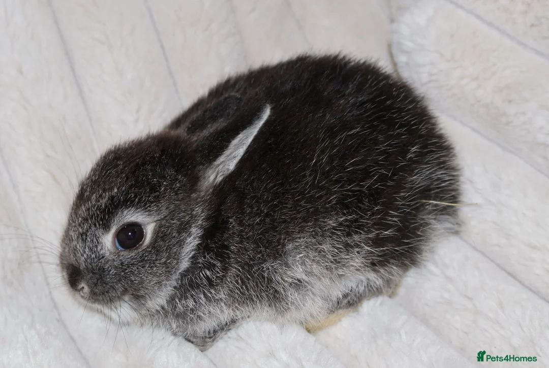 Netherland Dwarf rabbits for sale: 🐰 Netherland Dwarf Rabbits for Sale 🐰 - Advert 2