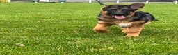 German Shepherd dogs for sale: Outstanding Vomkonstanz German Shepherd Litter  - Advert 3