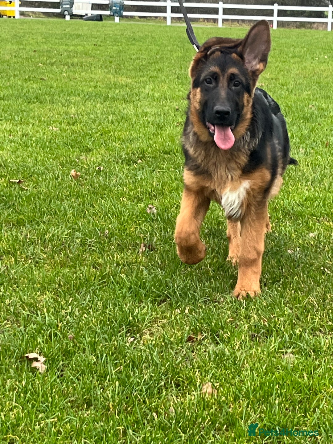 German Shepherd dogs for sale: Outstanding Vomkonstanz German Shepherd Litter  - Advert 3