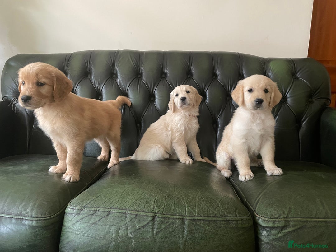 Golden Retriever dogs for sale: Golden Retriever Puppies – Family Raised - Image 16