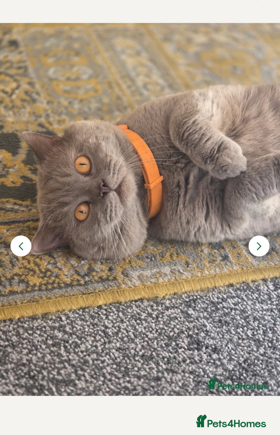 British Shorthair cats for sale: Beautiful BSH Kittens / GCCF registered  - Advert 4