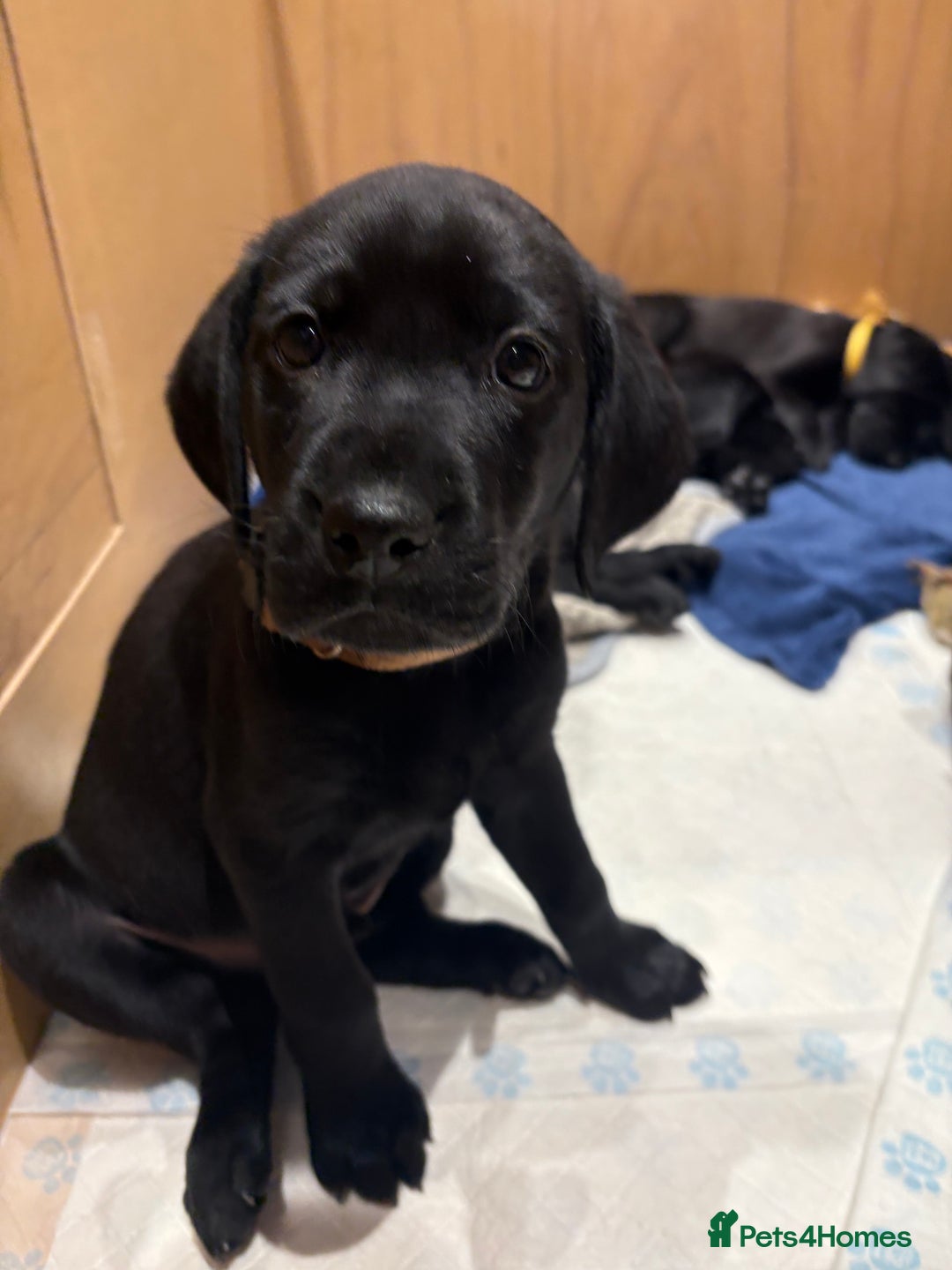 Labrador Retriever dogs for sale: Stunning K.C. Reg. Black Labrador Puppies - Image 4
